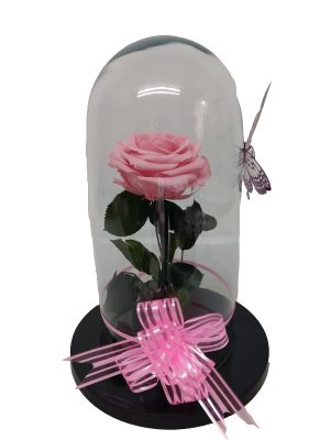 Rosas Preservadas