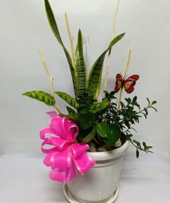 Planta de Temporada 02