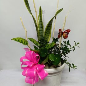 Planta de Temporada 02