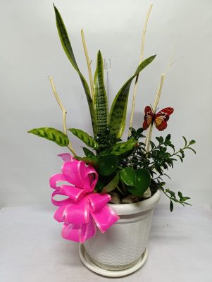 Planta de Temporada 02