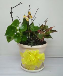 Planta de Temporada 01