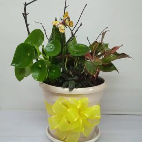 Planta de Temporada 01