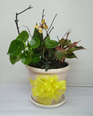 Planta de Temporada 01