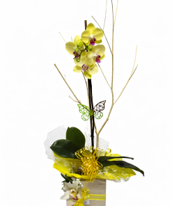 Orquidea Phalaenopsis 1