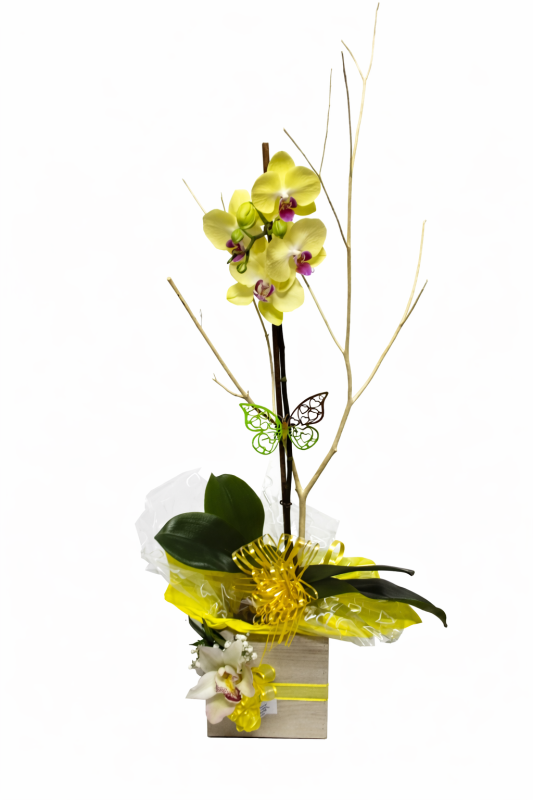 Orquidea Phalaenopsis 1
