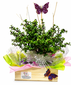 Plantas especiales para mama enregas hoy flores y plantas en bogota.