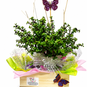 Plantas especiales para mama enregas hoy flores y plantas en bogota.