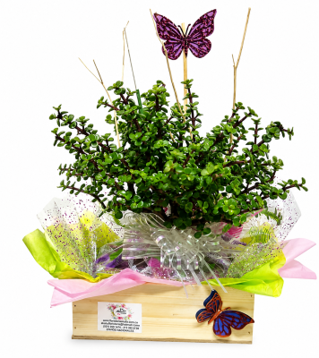 Plantas especiales para mama enregas hoy flores y plantas en bogota.