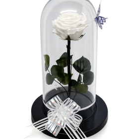 Rosa Preservada blanca