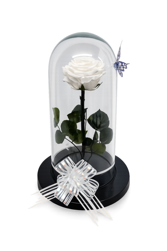 Rosa Preservada blanca